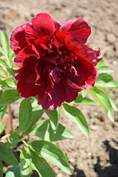 Henry Bockstoce Peony (Paeonia 'Henry Bockstoce') at Make It Green Garden Centre