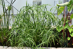 Umbrella Plant (Cyperus alternifolius) at Make It Green Garden Centre
