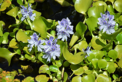 Water Hyacinth (Eichhornia crassipes) at Make It Green Garden Centre
