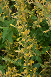 Kudos Yellow Hyssop (Agastache 'Kudos Yellow') at Make It Green Garden Centre