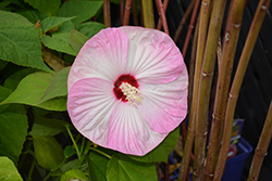 Luna Pink Swirl Hibiscus (Hibiscus moscheutos 'Luna Pink Swirl') at Make It Green Garden Centre