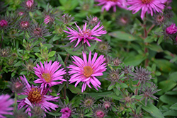 Pink Crush New England Aster (Symphyotrichum novae-angliae 'Pink Crush') at Make It Green Garden Centre