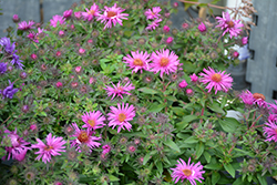 Pink Crush New England Aster (Symphyotrichum novae-angliae 'Pink Crush') at Make It Green Garden Centre