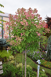 Quick Fire Hydrangea (tree form) (Hydrangea paniculata 'Bulk') at Make It Green Garden Centre