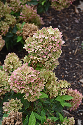 Little Lime Hydrangea (Hydrangea paniculata 'Jane') at Make It Green Garden Centre