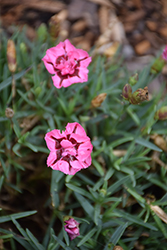 EverLast Red plus Pink Pinks (Dianthus 'EverLast Red plus Pink') at Make It Green Garden Centre