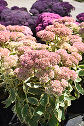 Frosted Fire Stonecrop (Sedum 'Frosted Fire') at Make It Green Garden Centre