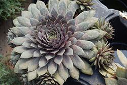 Twilight Blues Hens And Chicks (Sempervivum 'Twilight Blues') at Make It Green Garden Centre