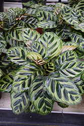 Peacock Plant (Calathea makoyana) at Make It Green Garden Centre