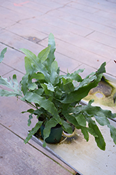 Blue Star Fern (Phlebodium aureum) at Make It Green Garden Centre