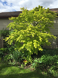 Orange Dream Japanese Maple (Acer palmatum 'Orange Dream') at Make It Green Garden Centre