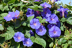 Heavenly Blue Morning Glory (Ipomoea tricolor 'Heavenly Blue') at Make It Green Garden Centre