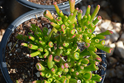 Gollum Jade Plant (Crassula ovata 'Gollum') at Make It Green Garden Centre