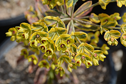 Ascot Rainbow Variegated Spurge (Euphorbia 'Ascot Rainbow') at Make It Green Garden Centre