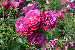 Wild Blue Yonder Rose (Rosa 'Wild Blue Yonder') at Make It Green Garden Centre