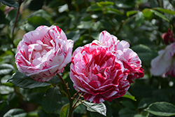 Scentimental Rose (Rosa 'Scentimental') at Make It Green Garden Centre