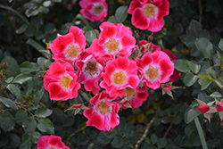Carefree Spirit Rose (Rosa 'Carefree Spirit') at Make It Green Garden Centre