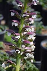 Bear's Breeches (Acanthus mollis) at Make It Green Garden Centre