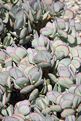 Silver Dollar Plant (Crassula arborescens) at Make It Green Garden Centre