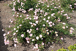 Carefree Delight Rose (Rosa 'Carefree Delight') at Lurvey Garden Center