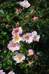 Carefree Delight Rose (Rosa 'Carefree Delight') at Lurvey Garden Center