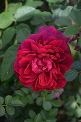 The Dark Lady Rose (Rosa 'The Dark Lady') at Make It Green Garden Centre