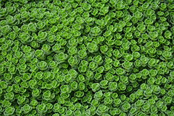 John Creech Stonecrop (Sedum spurium 'John Creech') at Make It Green Garden Centre