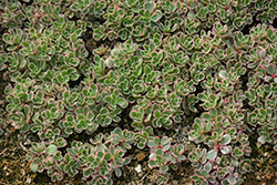 Tricolor Stonecrop (Sedum spurium 'Tricolor') at Make It Green Garden Centre