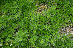 Irish Moss (Sagina subulata) at Lurvey Garden Center