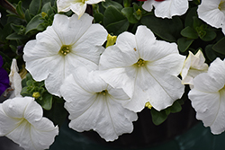 Easy Wave White Petunia (Petunia 'Easy Wave White') at Make It Green Garden Centre