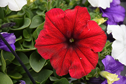 Easy Wave Red Velour Petunia (Petunia 'Easy Wave Red Velour') at Make It Green Garden Centre