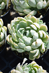 Mexican Snowball (Echeveria elegans) at Make It Green Garden Centre