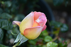 Peace Rose (Rosa 'Peace') at Make It Green Garden Centre