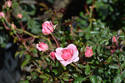 Bonica Rose (Rosa 'Meidomonac') at Lurvey Garden Center
