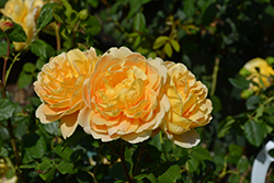Golden Celebration Rose (Rosa 'Golden Celebration') at Make It Green Garden Centre