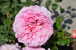 Princess Alexandra Of Kent Rose (Rosa 'Ausmerchant') at Make It Green Garden Centre