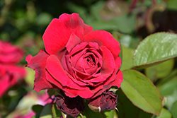 Tess Of The D'Urbervilles Rose (Rosa 'Tess Of The D'Urbervilles') at Make It Green Garden Centre