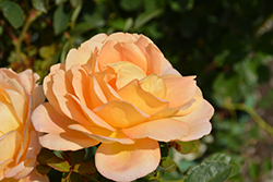 Lady Of Shalott Rose (Rosa 'Ausnyson') at Make It Green Garden Centre