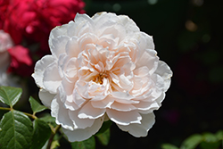 The Generous Gardener Rose (Rosa 'Ausdrawn') at Make It Green Garden Centre