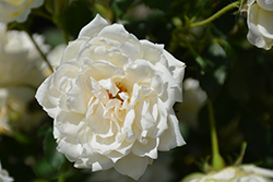 Icecap Rose (Rosa 'Meiradena') at Make It Green Garden Centre