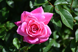 Brilliant Pink Iceberg Rose (Rosa 'Brilliant Pink Iceberg') at Make It Green Garden Centre
