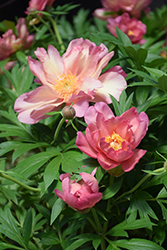 Julia Rose Peony (Paeonia 'Julia Rose') at Make It Green Garden Centre