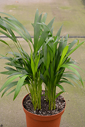 Areca Palm (Dypsis lutescens) at Make It Green Garden Centre