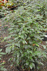 Weeping Fig (Ficus benjamina) at Make It Green Garden Centre