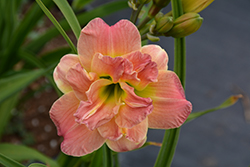 Lacy Doily Daylily (Hemerocallis 'Lacy Doily') at Make It Green Garden Centre