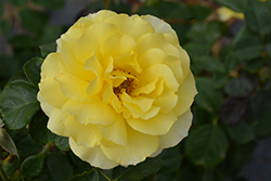 Sparkle And Shine Rose (Rosa 'WEKjunjuc') at Make It Green Garden Centre