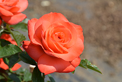 Marmalade Skies Rose (Rosa 'Marmalade Skies') at Make It Green Garden Centre