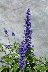 Mystic Spires Blue Sage (Salvia 'Balsalmisp') at Make It Green Garden Centre
