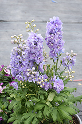 Guardian Lavender Larkspur (Delphinium 'Guardian Lavender') at Make It Green Garden Centre