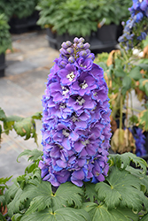 Guardian Blue Larkspur (Delphinium 'Guardian Blue') at Make It Green Garden Centre